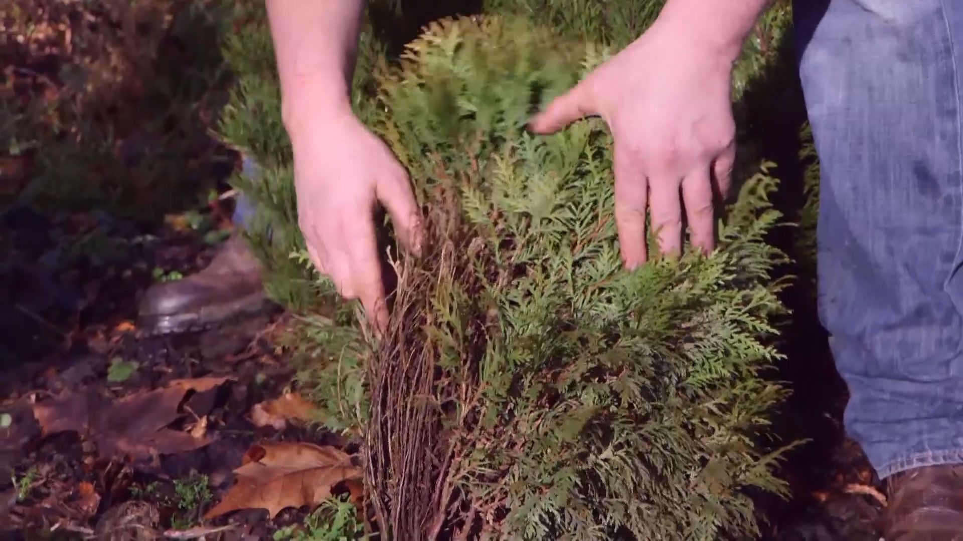 brico 939 3 coniferas forma esferica thuya danada