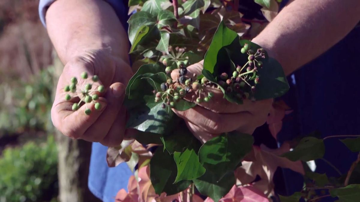 brico 940 3 fatsedera hibrido