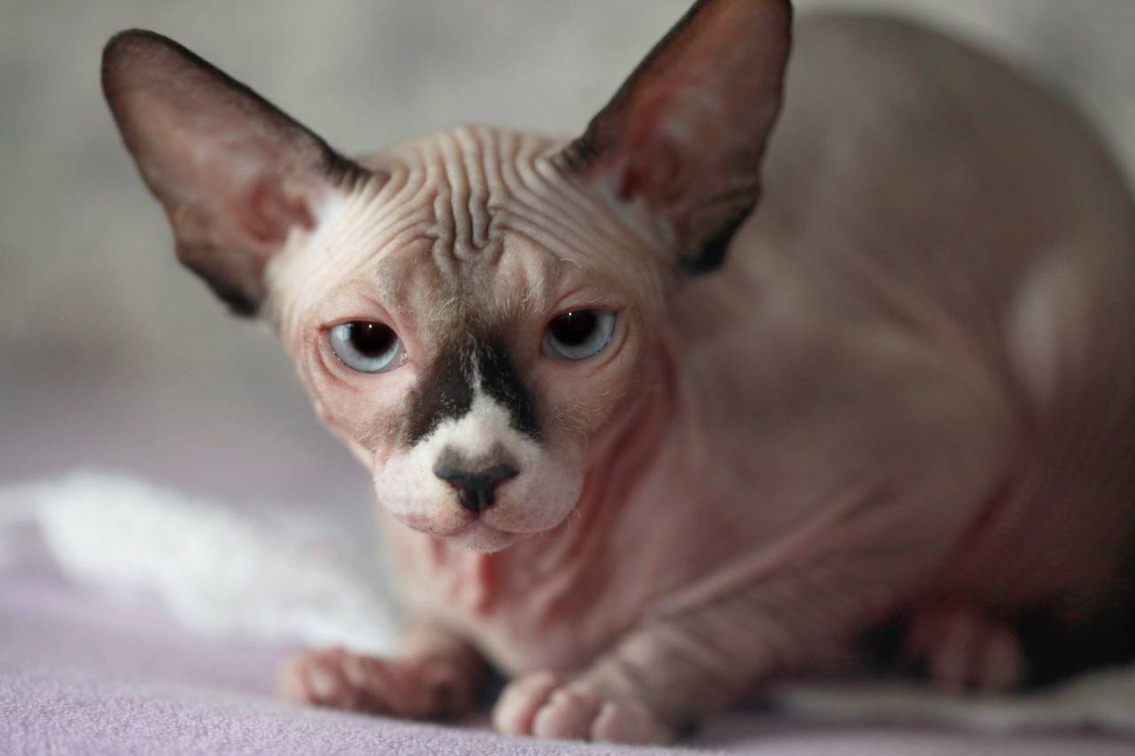 Los gatos exóticos despiertan admiración tanto por su belleza única como por su personalidad.