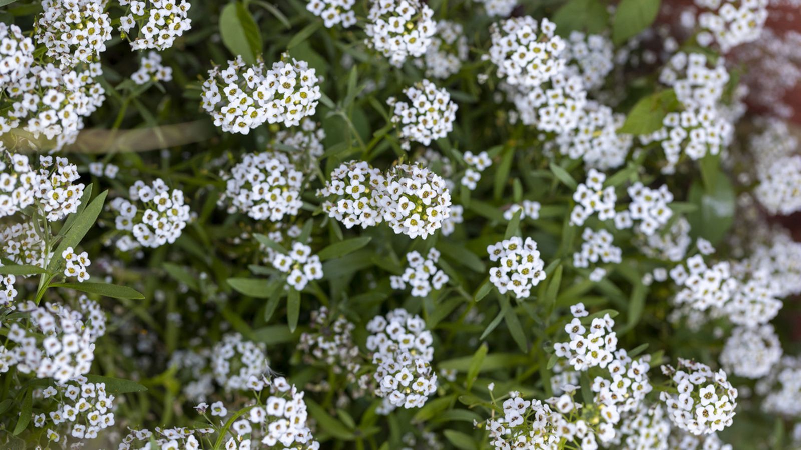 planta lobularia maritima