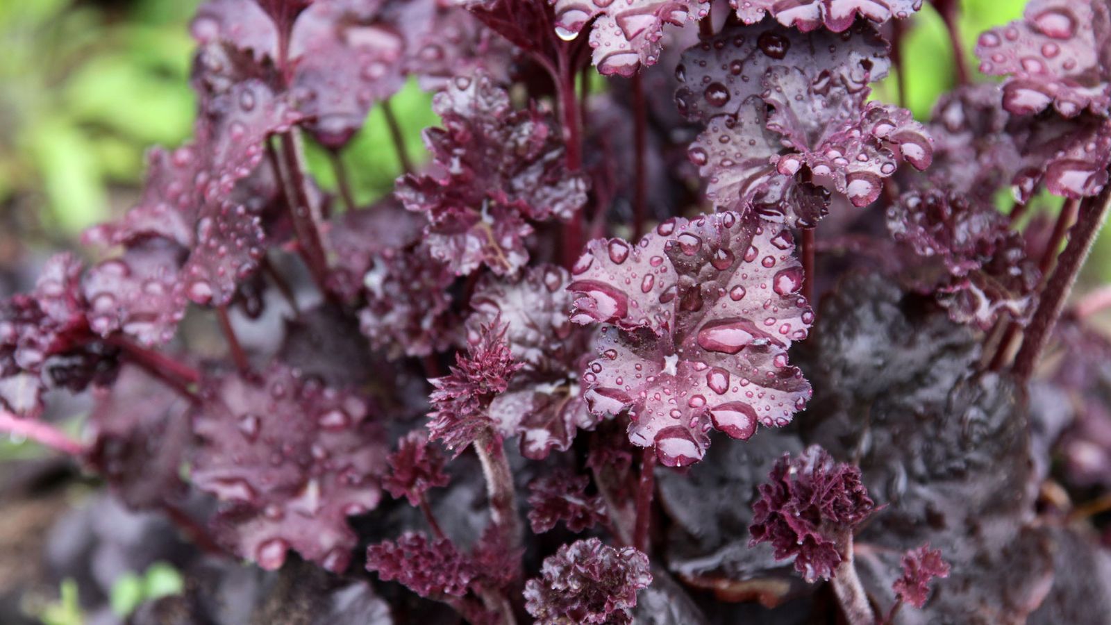 BRICO_JARDIN_776_Plantas de follaje oscuro xl