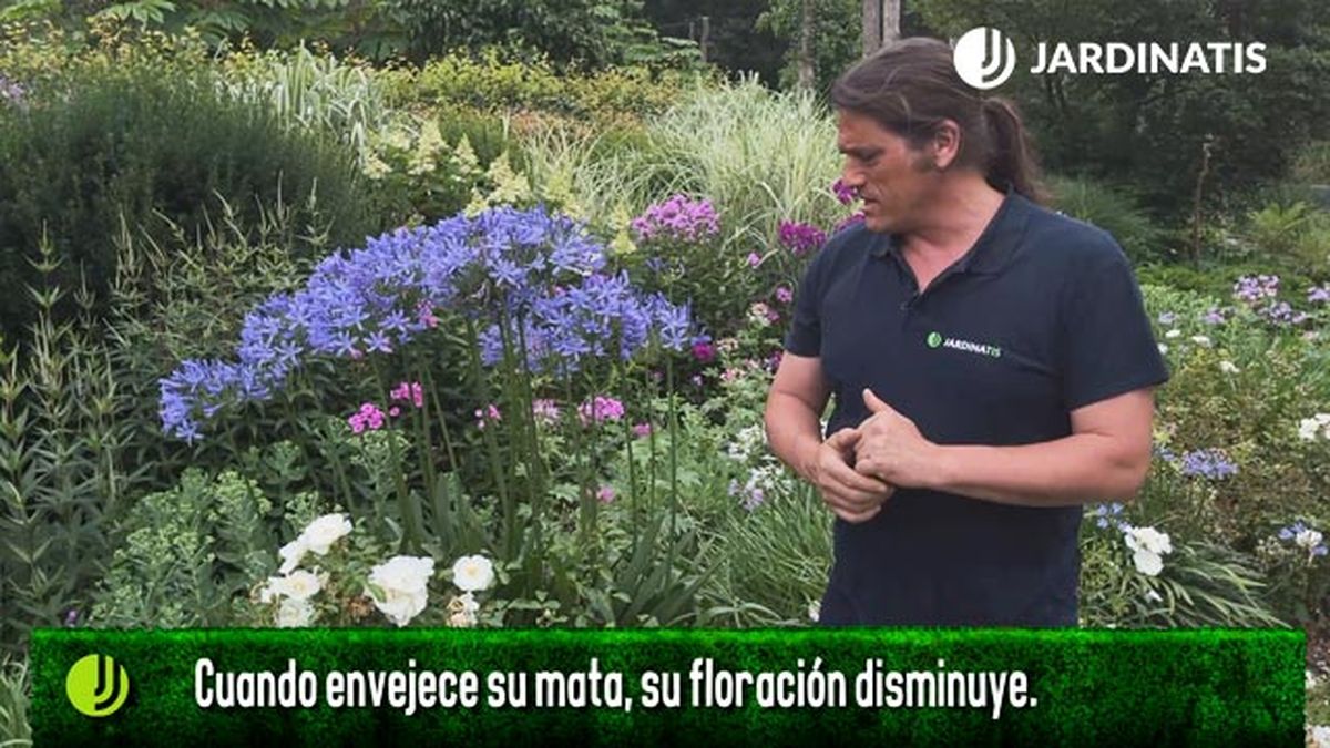 por que deja de florecer el agapanthus jardinatis
