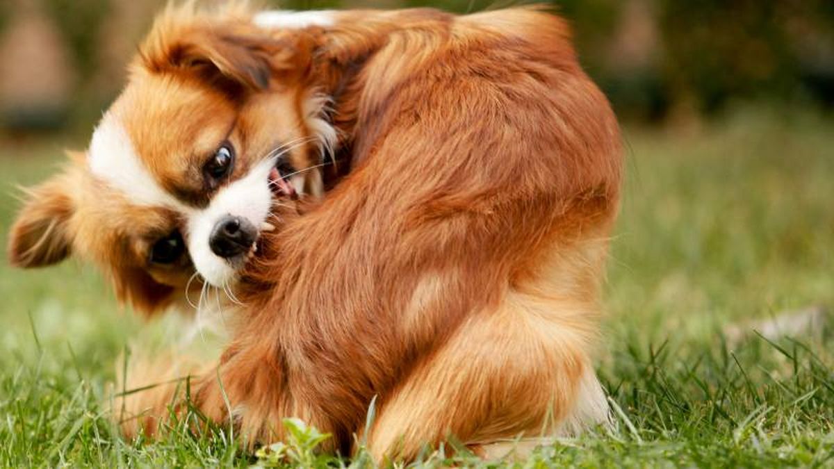 Tras cada paseo es importante revisar bien a nuestra mascota