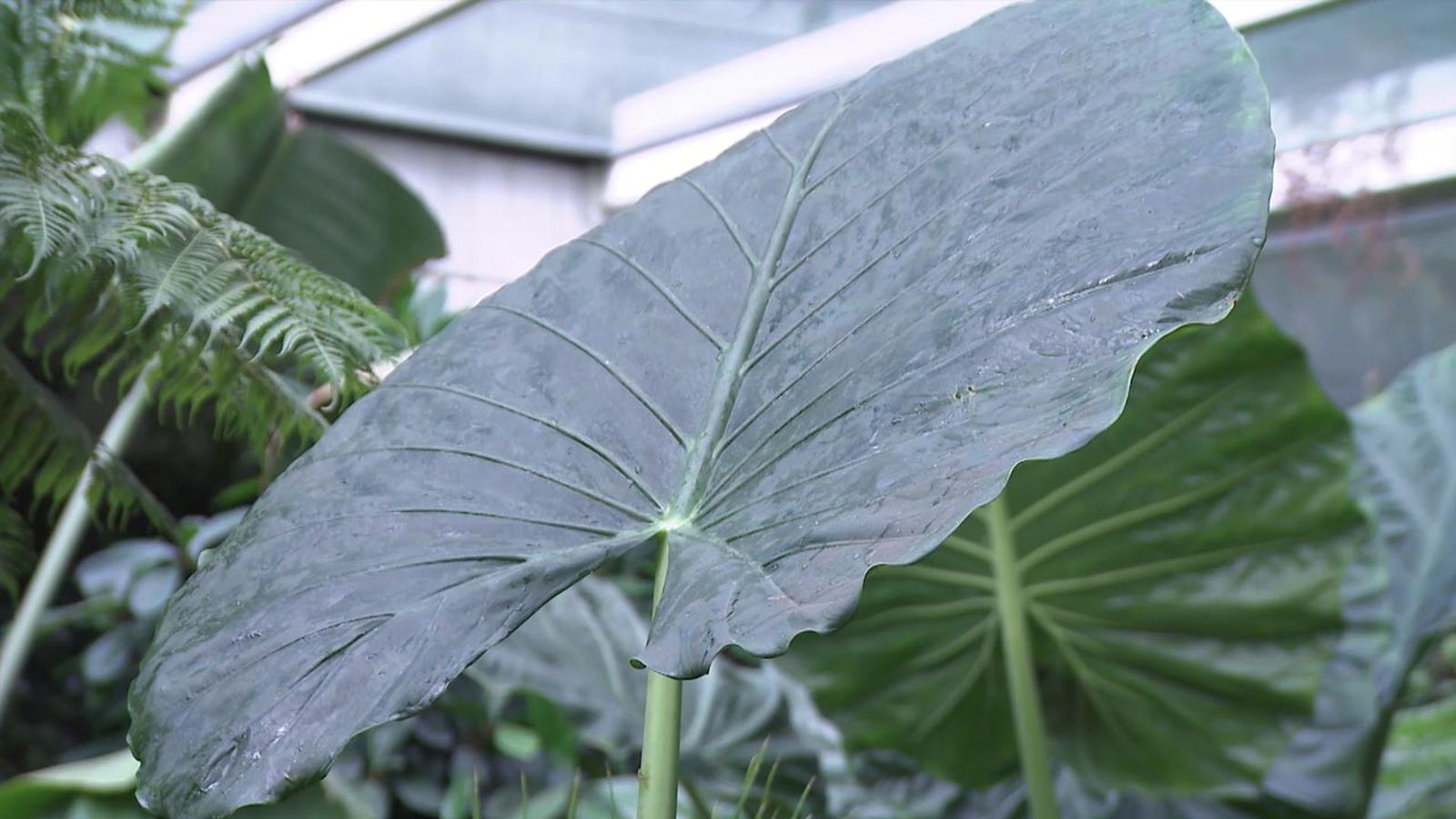 deco 750 jardin diferencia alocasias colocasias
