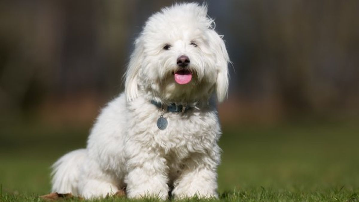 coton de tulear 3