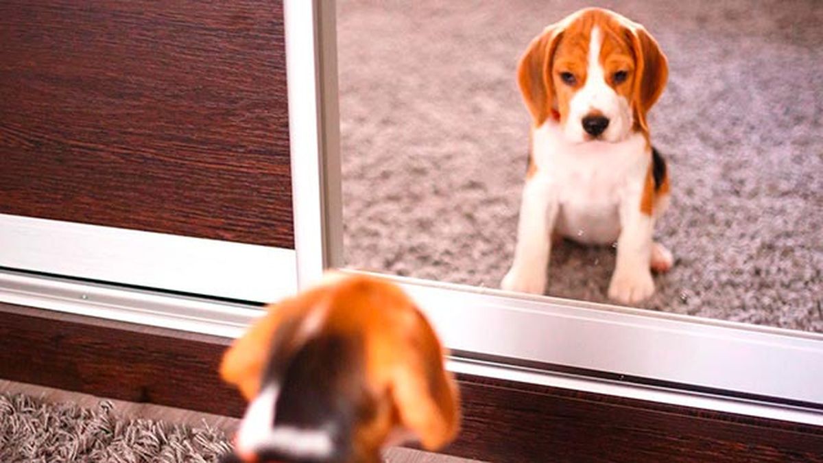 vision canina 5 perro mirandose espejo