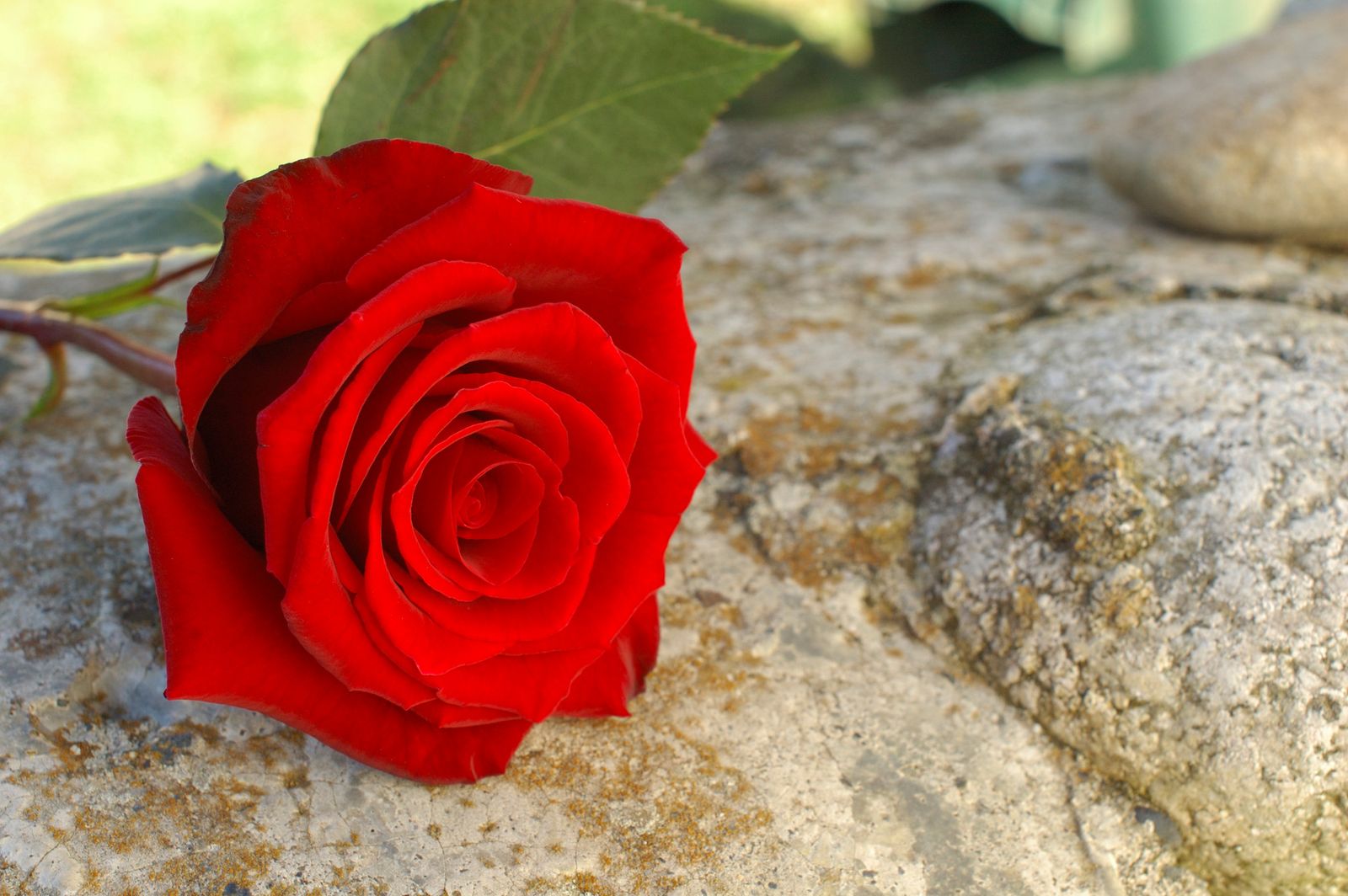 guiar rosal con mallazo xl