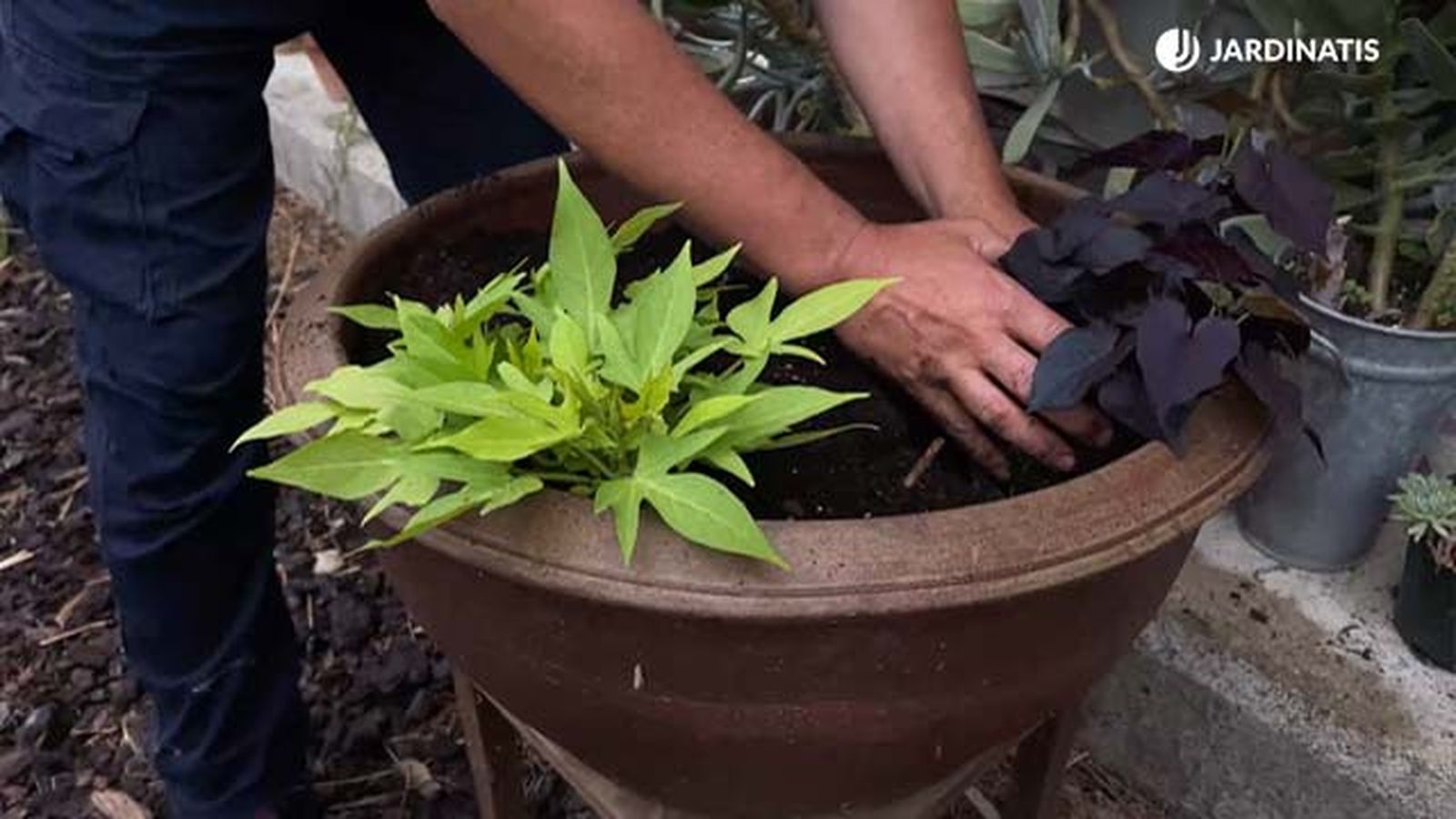 plantar boniatos comestibles jardinatis 22 20