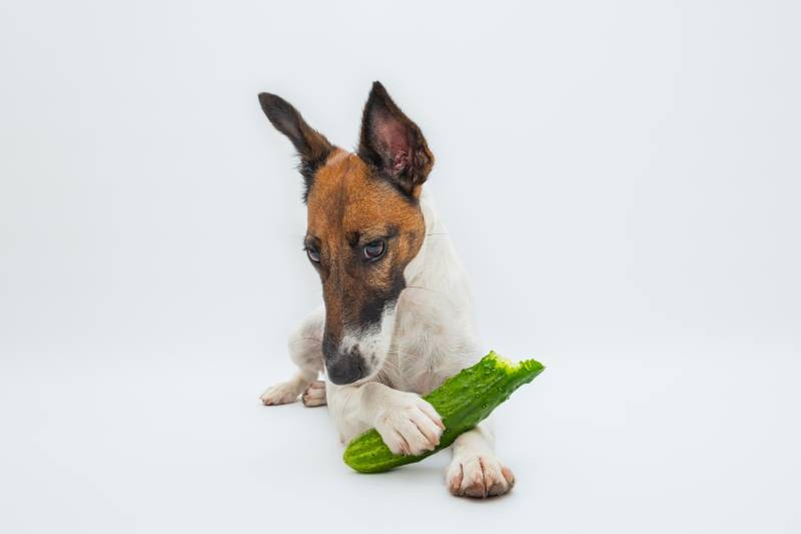 Un snack natural y divertido, perfecto para que los perros disfruten de su textura crujiente.