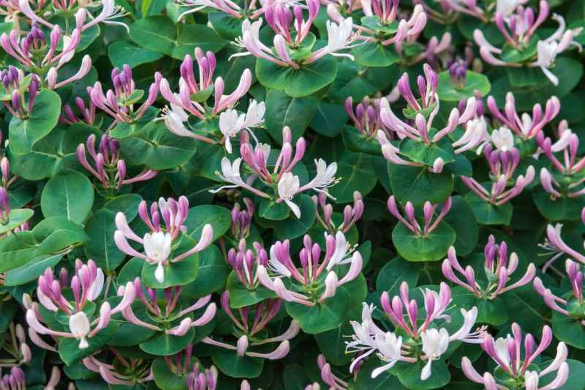La Lonicera caprifolium perfuma el jardín especialmente por la noche