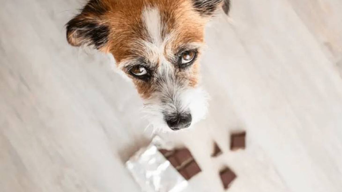 como hacer que vomite un perro 3 (1)