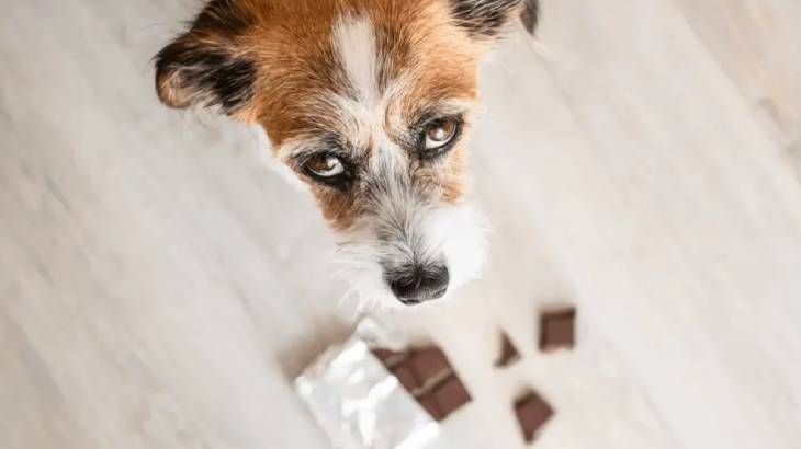 como hacer que vomite un perro 3 (1)