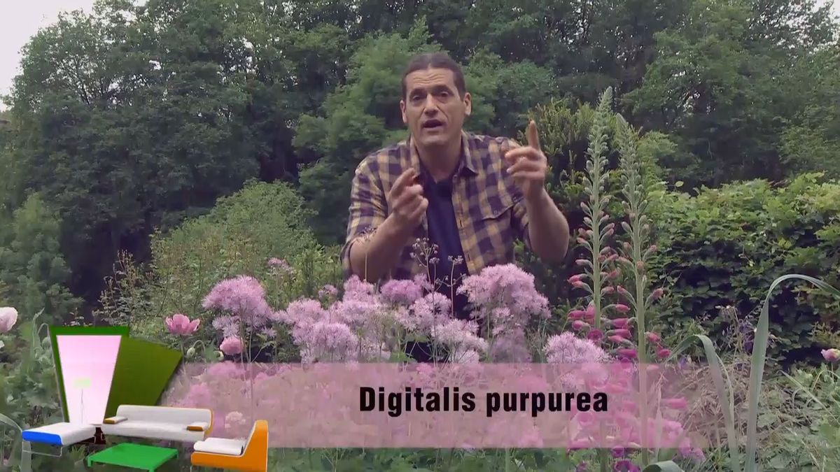 deco 0700 jardineria thalictrum digitalis