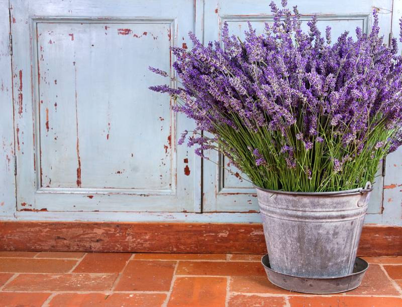 Maceta con lavanda junto a un mueble de madera azul desgastado.