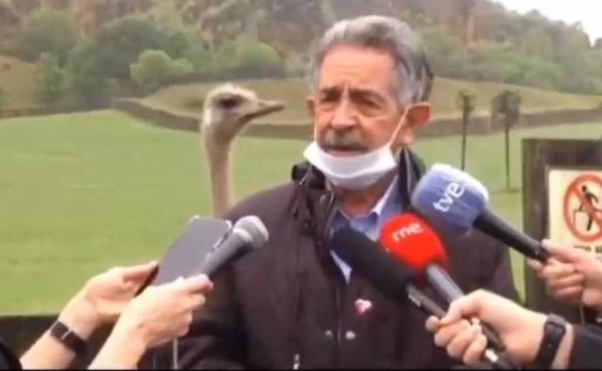 La curiosa aparición de una avestruz detrás de Revilla.