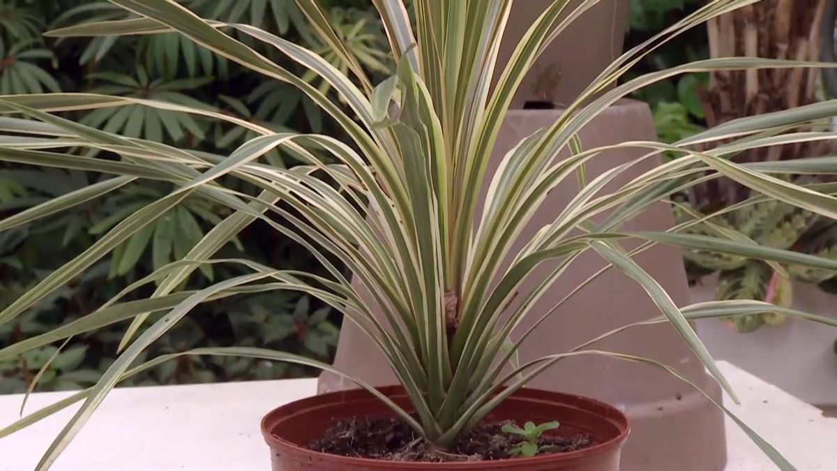 deco 682 cordyline australis variegada