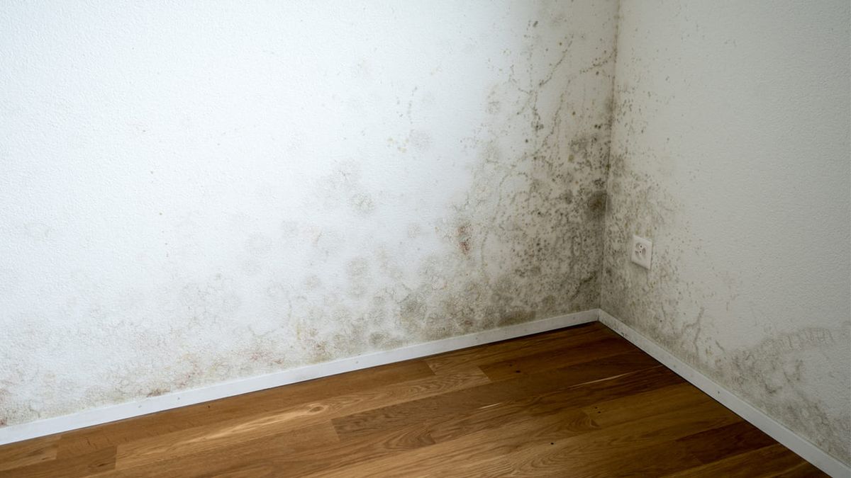 humedad por capilaridad xl