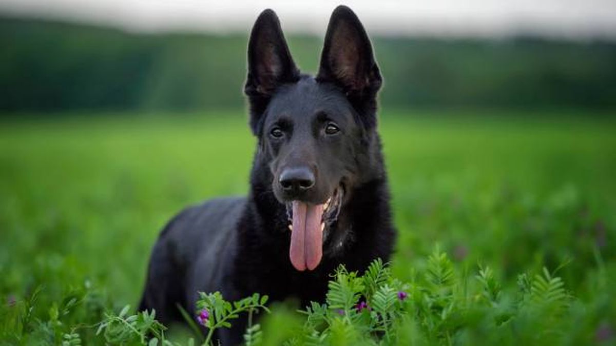 nombres para perros negros raza pastor aleman