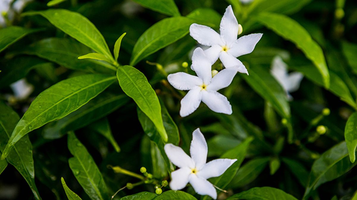 Jazmin officinali jazmin comun caracteristicas cuidados