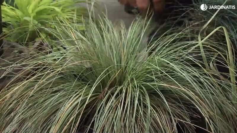 Carex comans