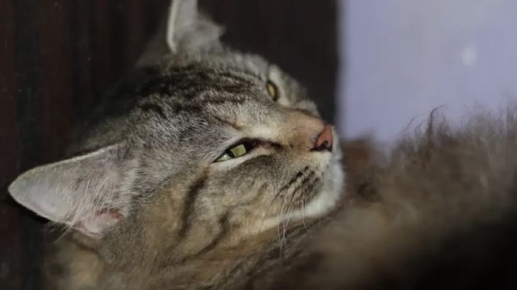 piojos en gatos 3