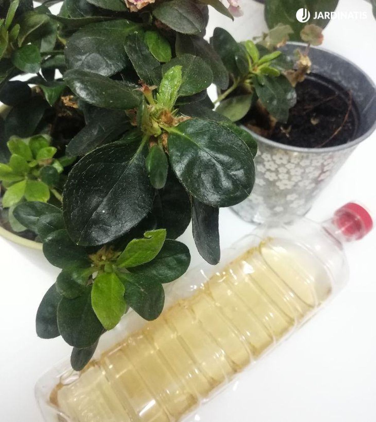 vinagre plantas acidas