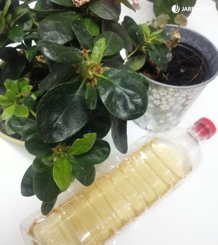 vinagre plantas acidas