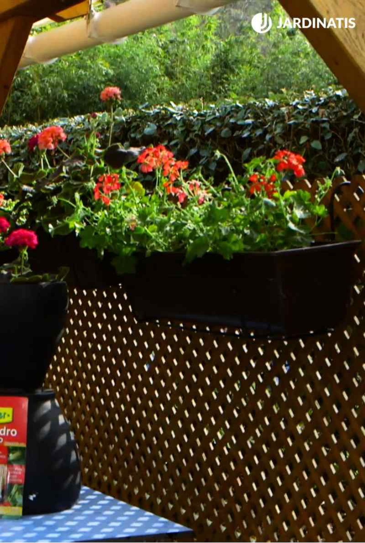 Geranio gitanilla en jardinera