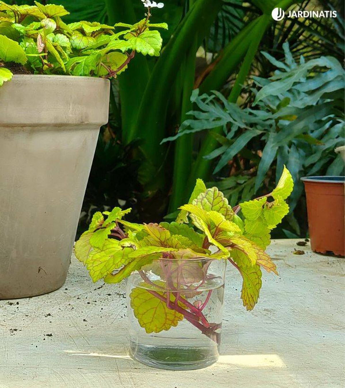 esquejes planta del dinero en agua jardinatis 52