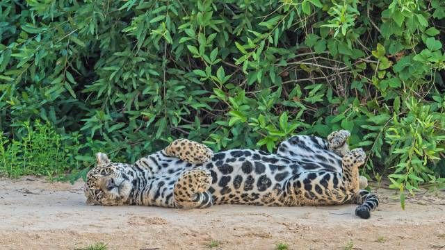 jaguar