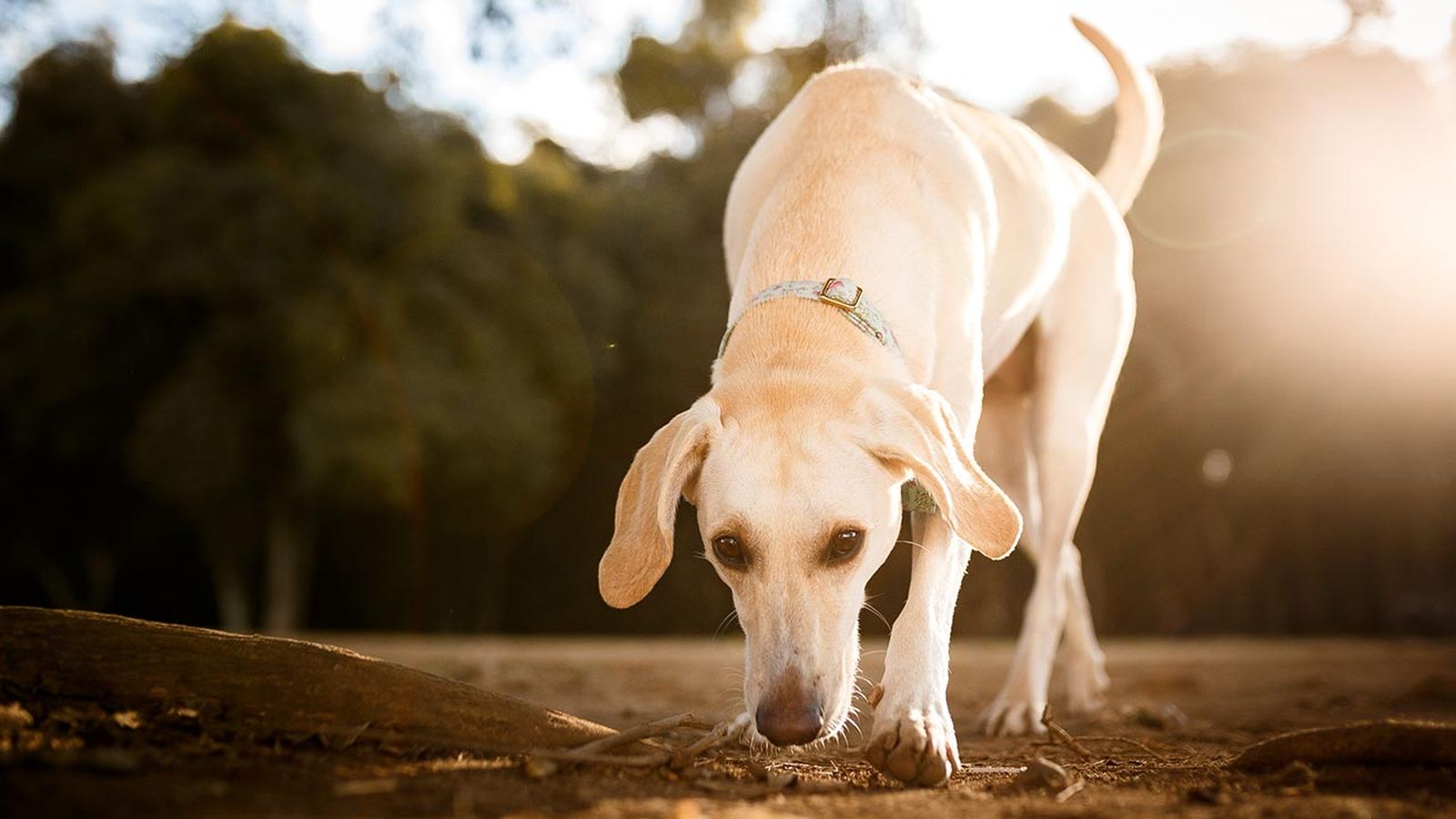 perros comen heces portada