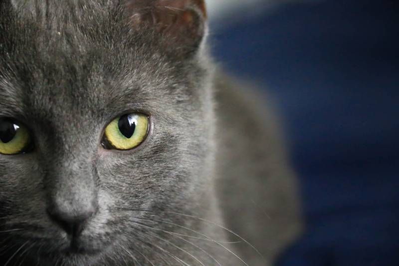 Si quieres tener un gato azul ruso como mascota busca en protectoras de animales