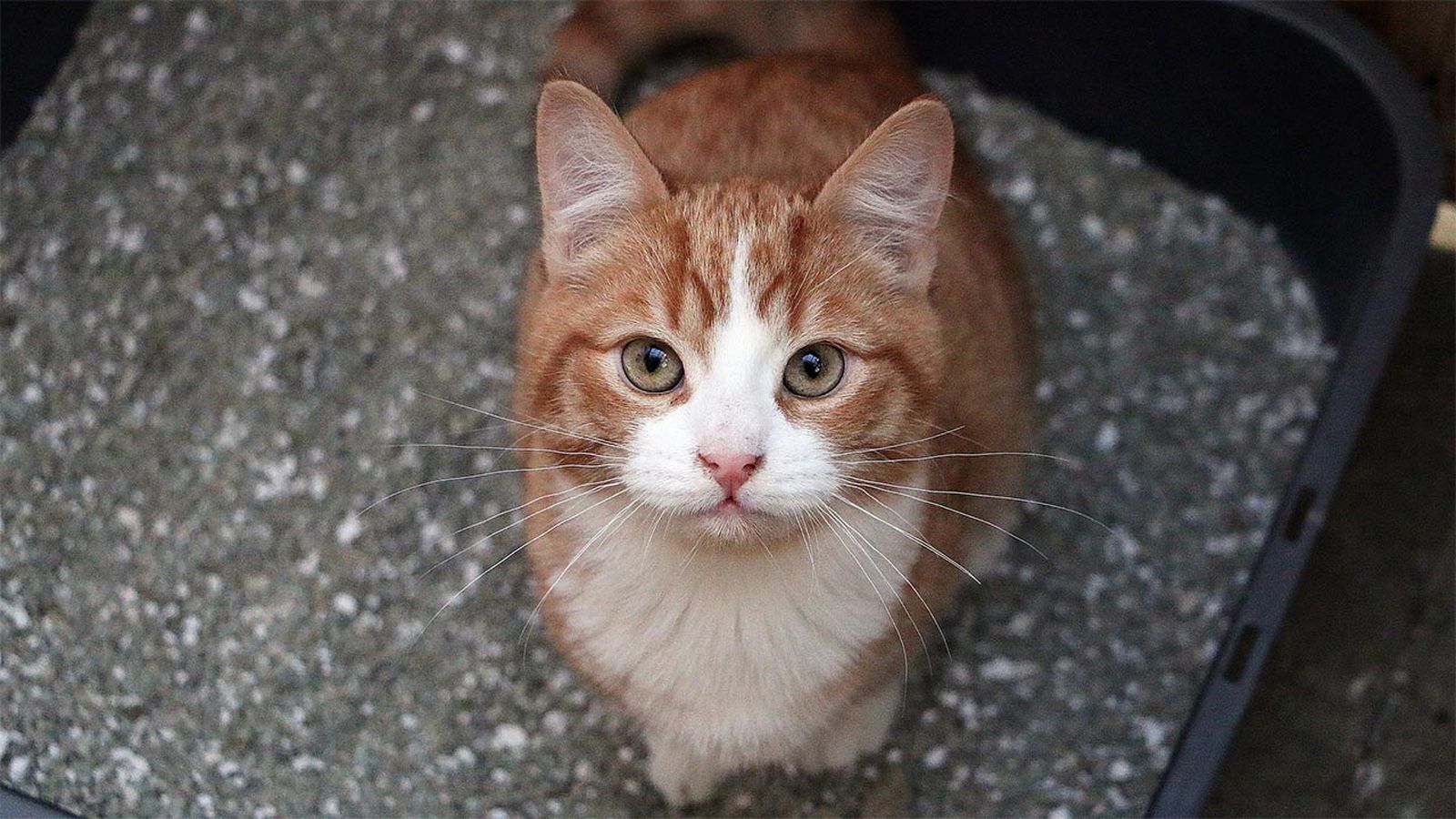 mejor arena gato portada