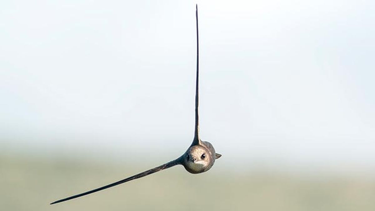 vencejo comun 5 volando