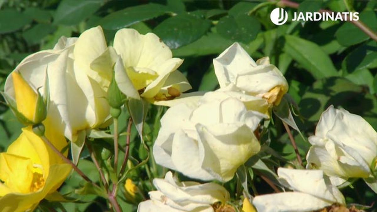 flores amarillo claro del Rosal Bet Figueras deco 622