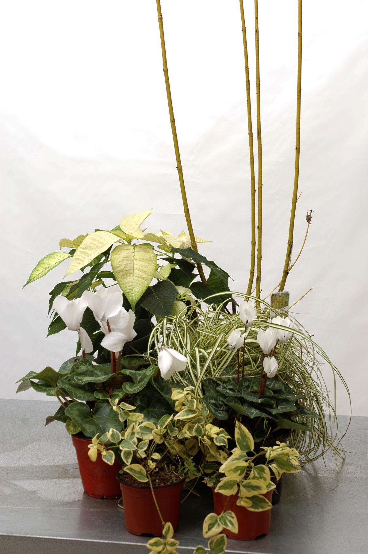 deko 0073 centro flor pascua blanca roja detalle blanco