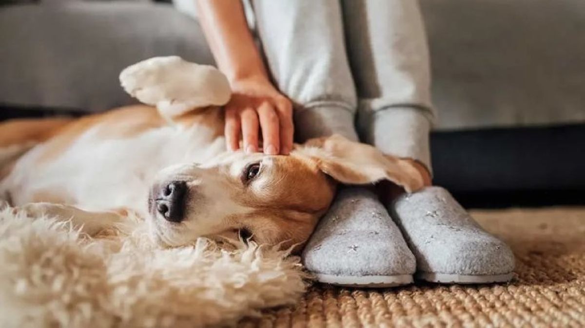 cuanto duerme un perro 4