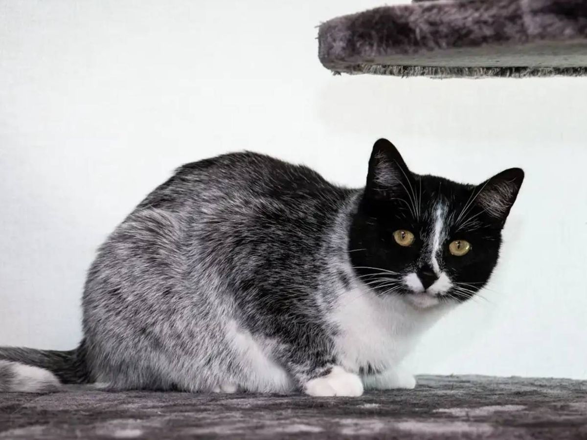 Diversos criadores podrían intentar preservar esta extraña mutación.