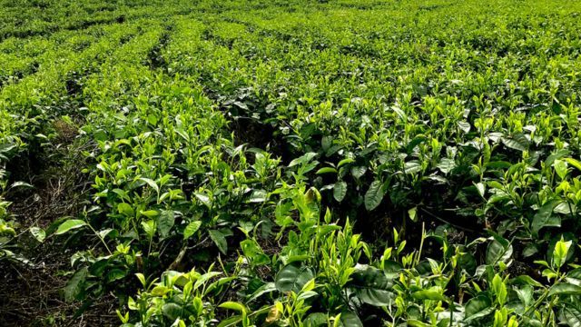 plantacion de te