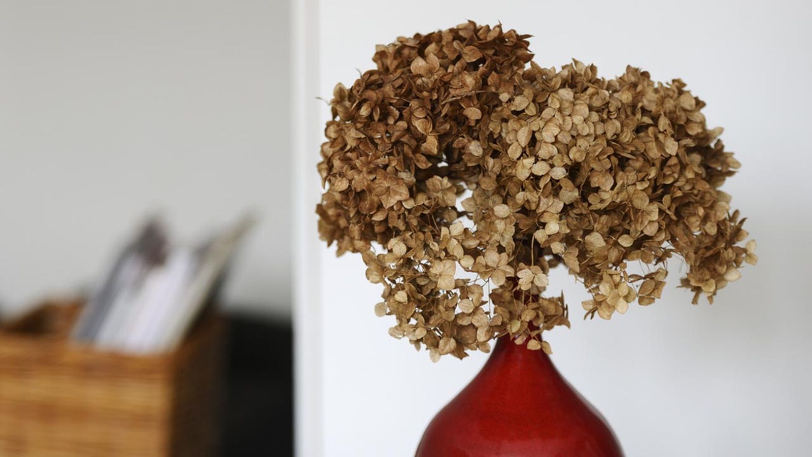 como secar hortensias xl