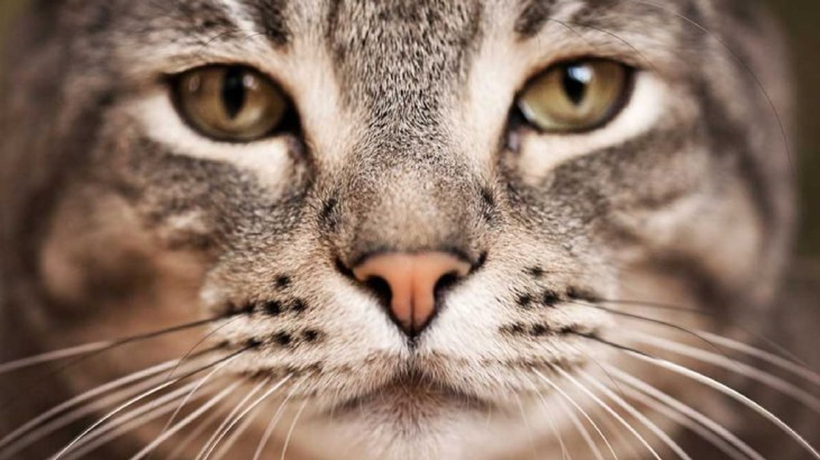 gatos mas grandes highlander