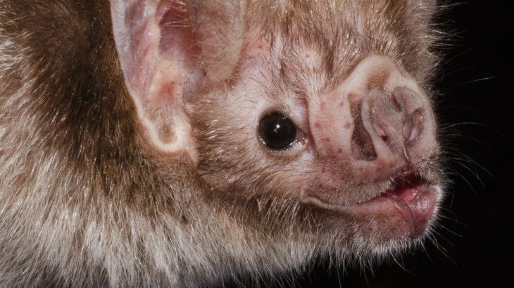 mamiferos venenosos vampiro comun