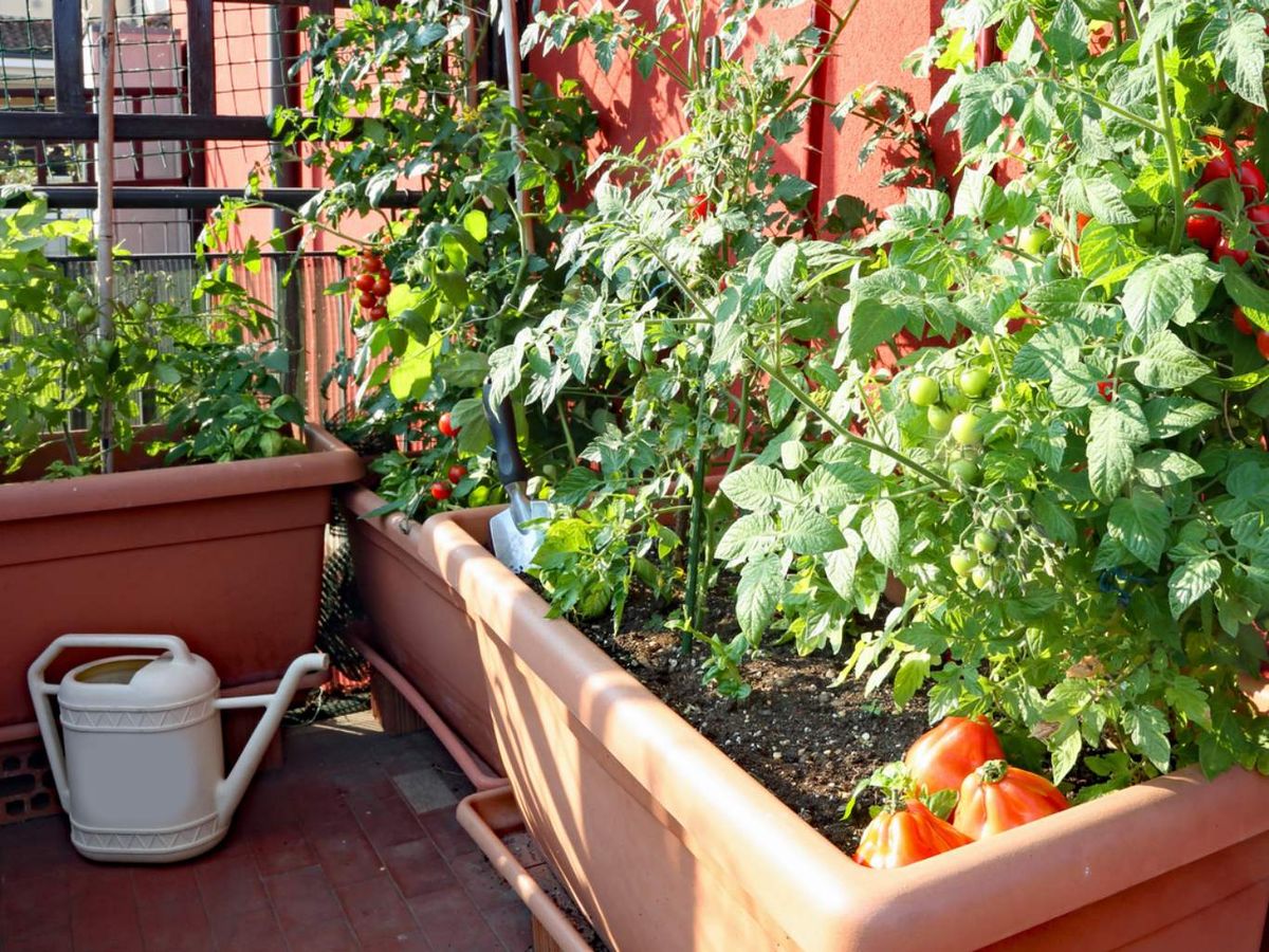 Tener un huerto urbano en tu terraza es una excelente manera de conectar con la naturaleza.