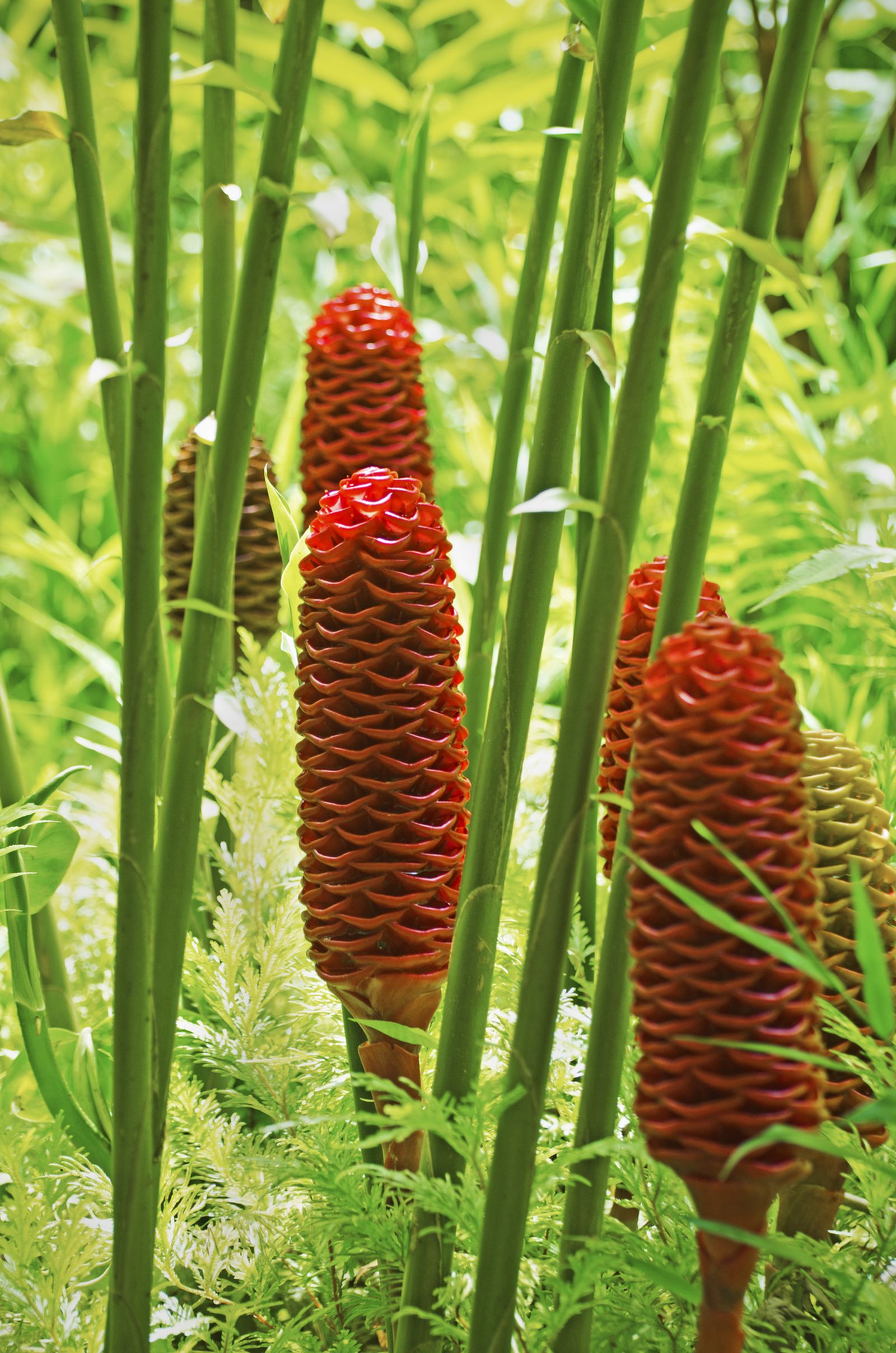 Zingiber spectabile 05