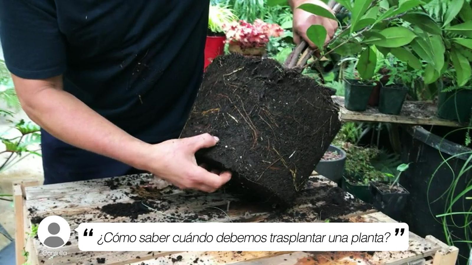 cada cuanto trasplantar una planta yt