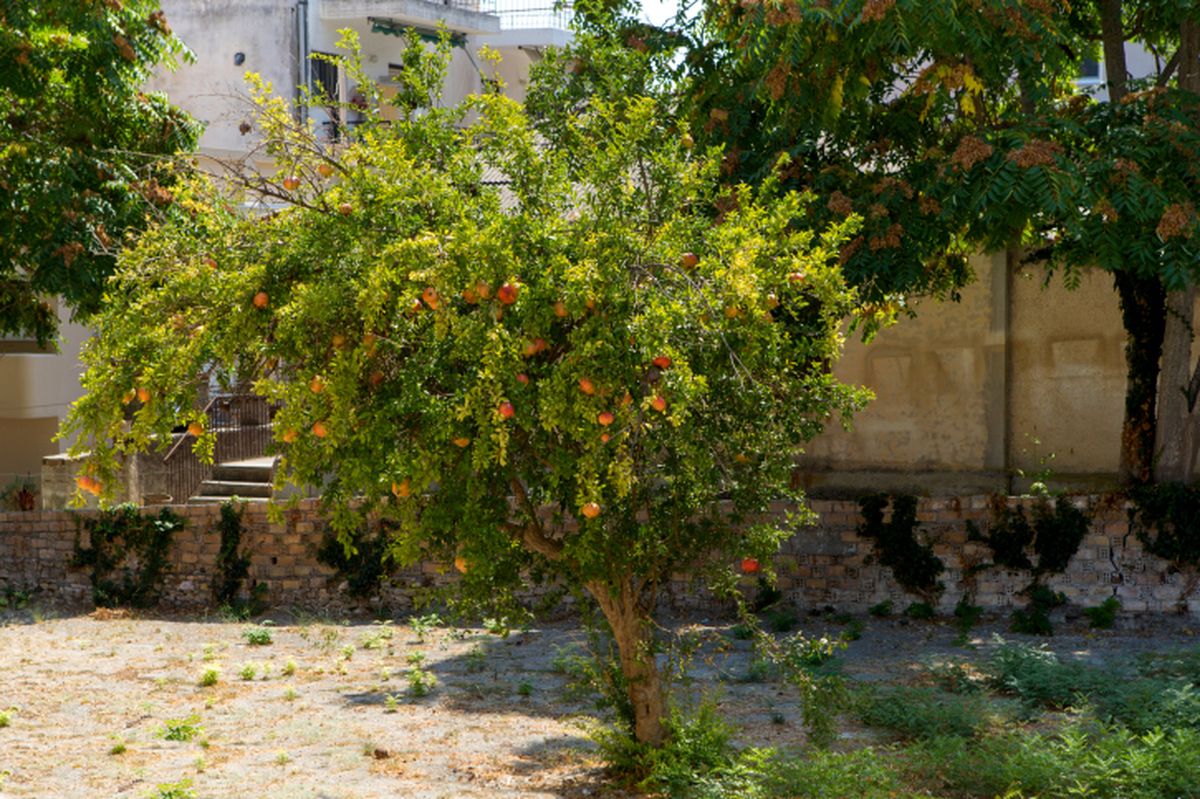 ROJA0017_Consejos para plantar un granado
