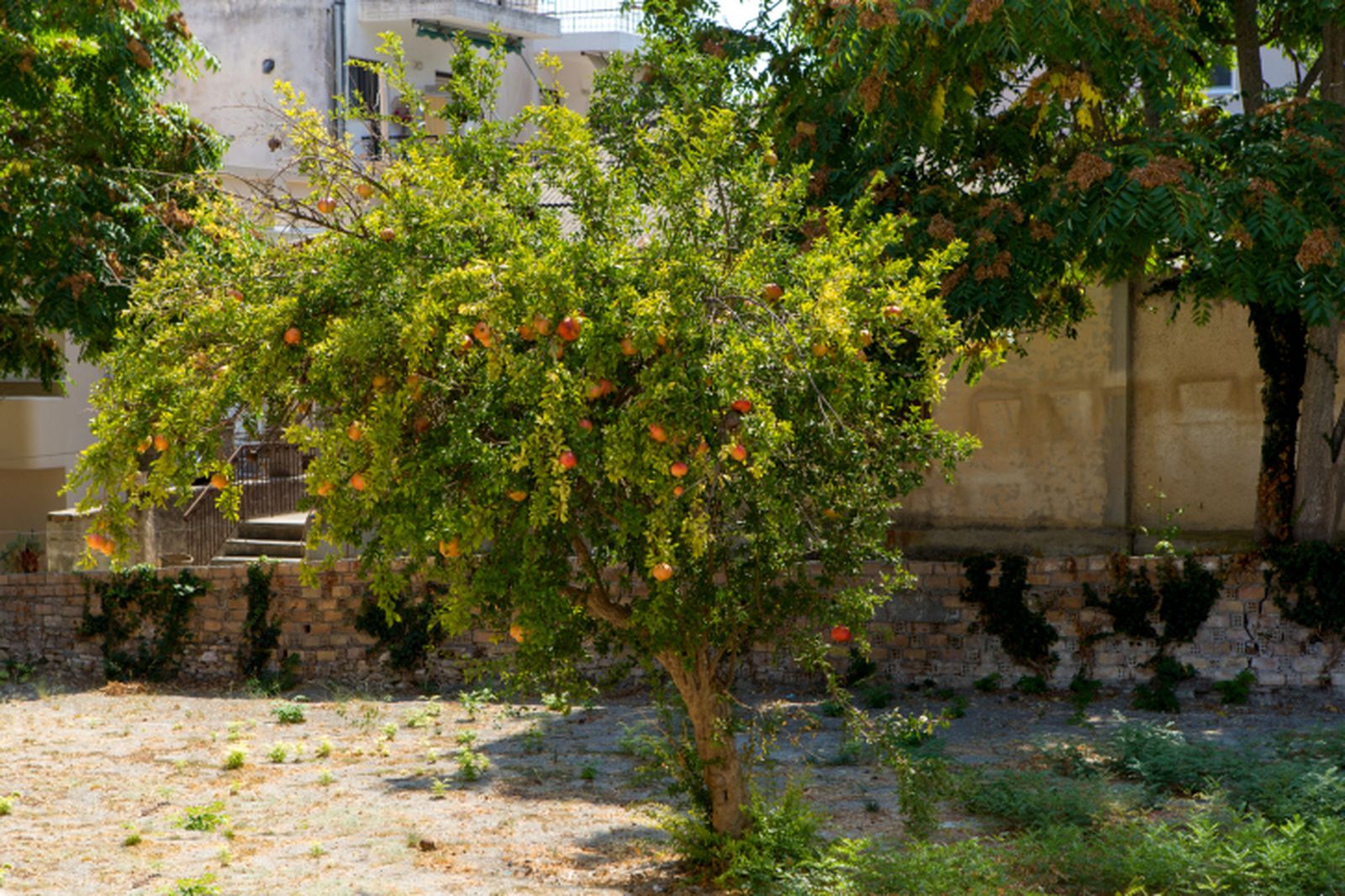 ROJA0017_Consejos para plantar un granado