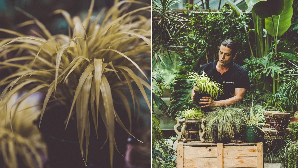 brico 1036 jaconoclea perla graminea zonas sombrias xl