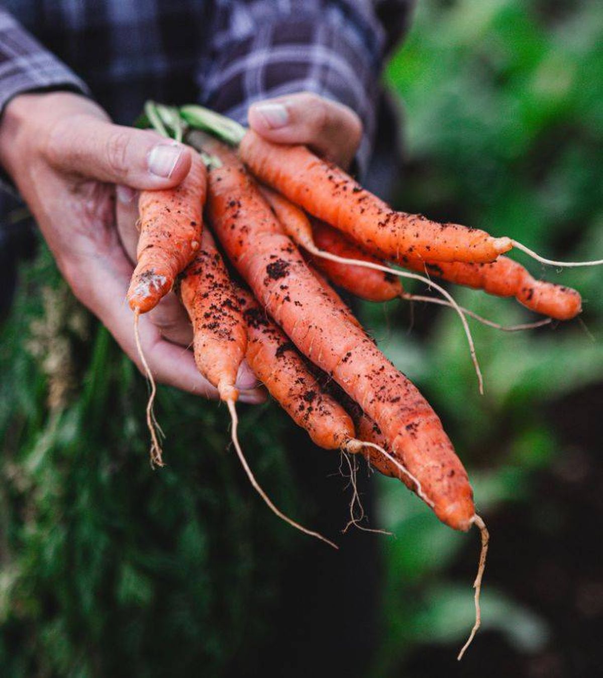 sembrar zanahoria en abril