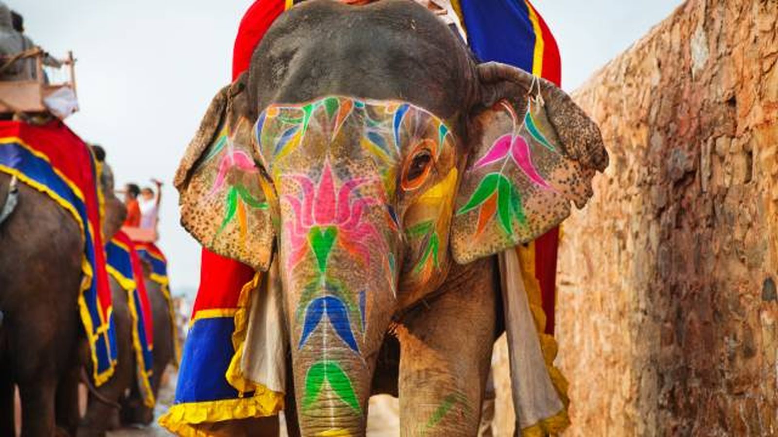 elefante mamifero mas grande de la tierra tipos asiatico